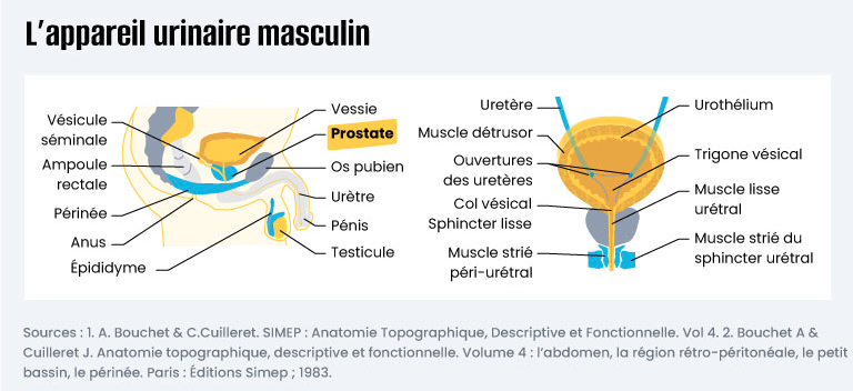 Inforgraphie Appareil urinaire