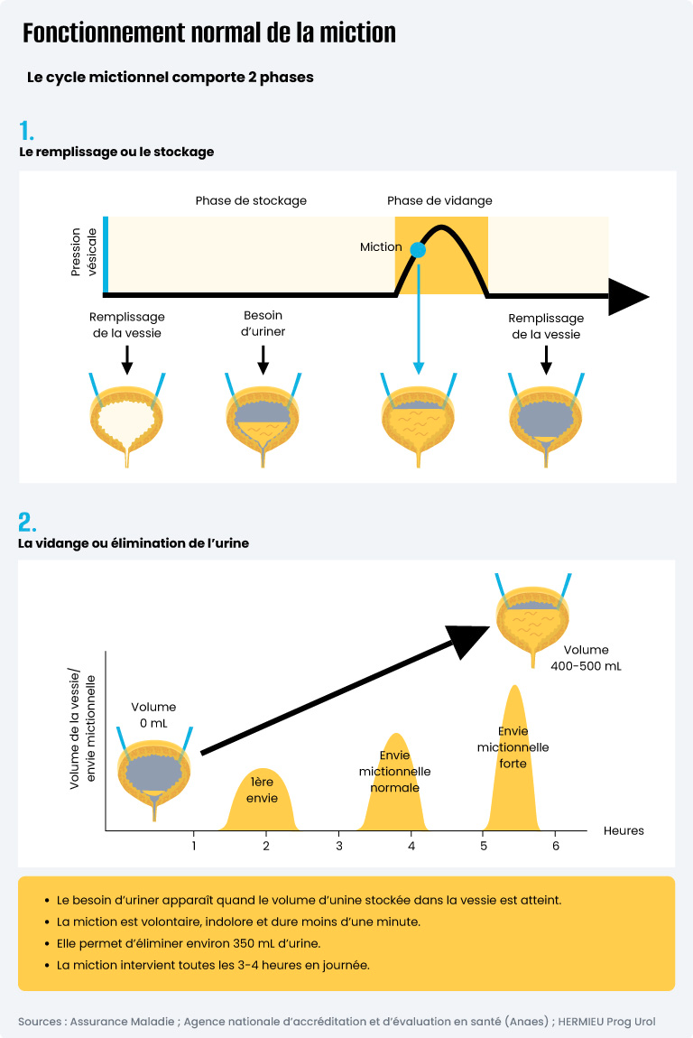 Infographie mécanisme de la miction ?