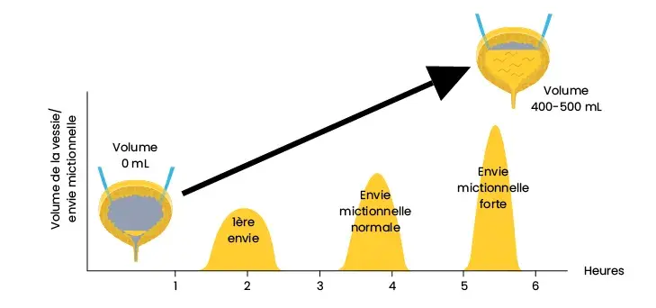 La vidange ou élimination de l’urine