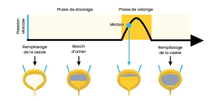 Le remplissage ou le stockage de l'urine