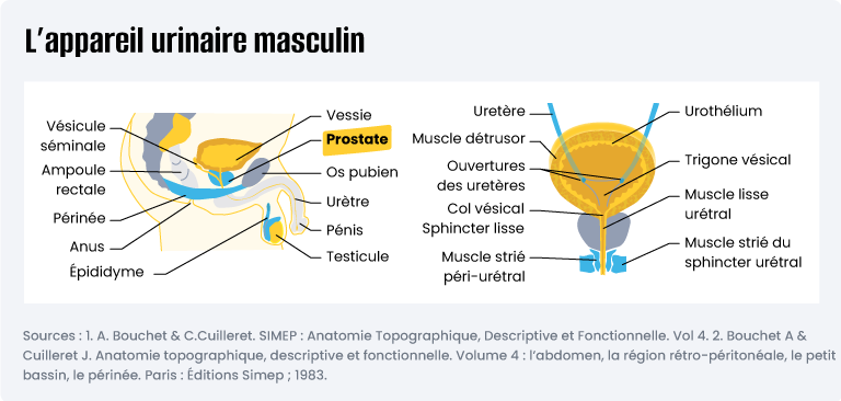 Appareil urinaire masculin