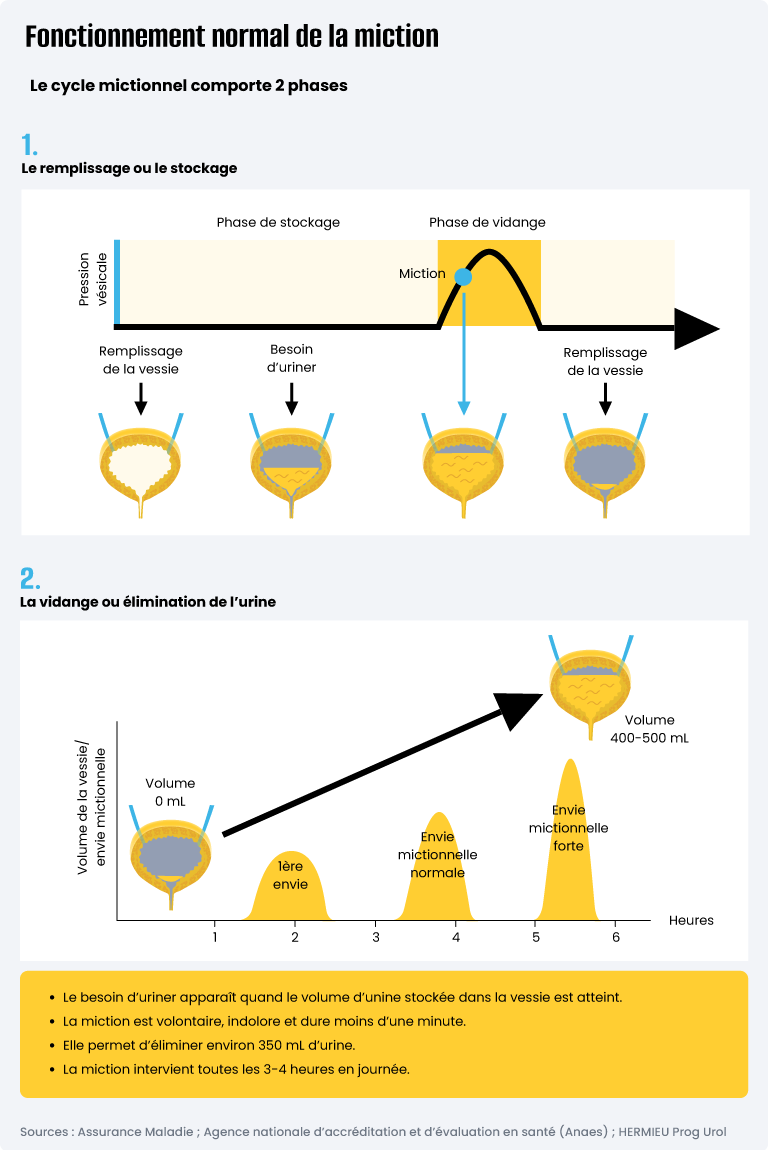Fonctionnement normal de la miction